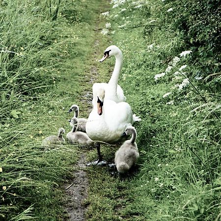 Duck Terrace With Gym Duckling Stays Kibworth Harcourt المظهر الخارجي الصورة
