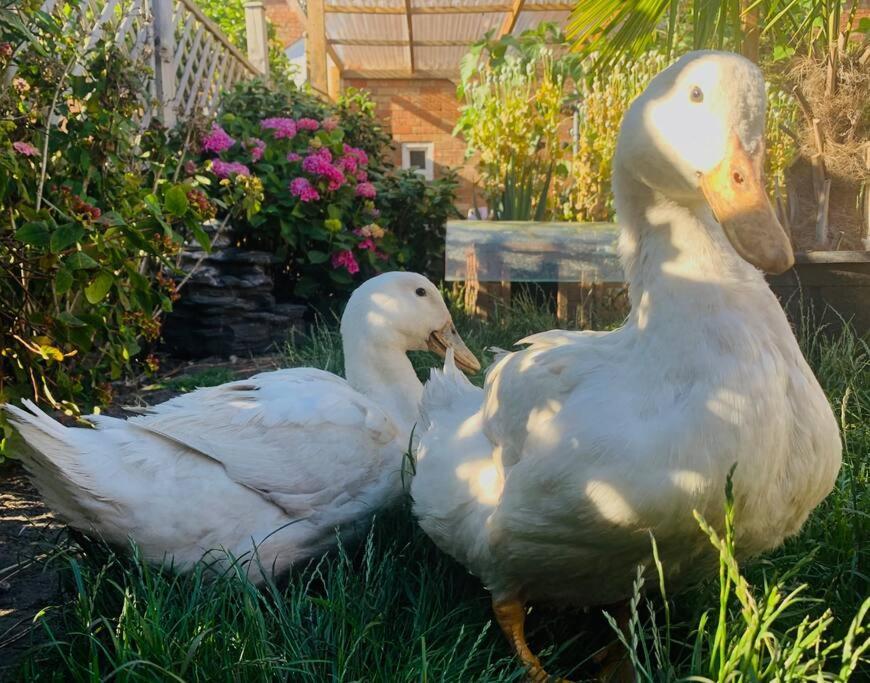 Duck Terrace With Gym Duckling Stays Kibworth Harcourt المظهر الخارجي الصورة