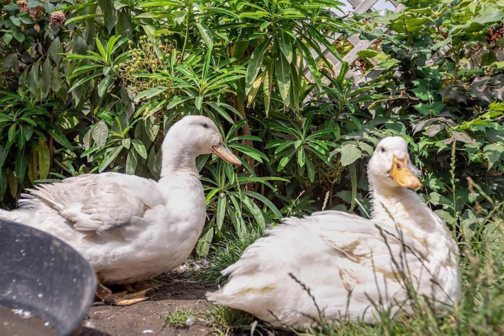 Duck Terrace With Gym Duckling Stays Kibworth Harcourt المظهر الخارجي الصورة