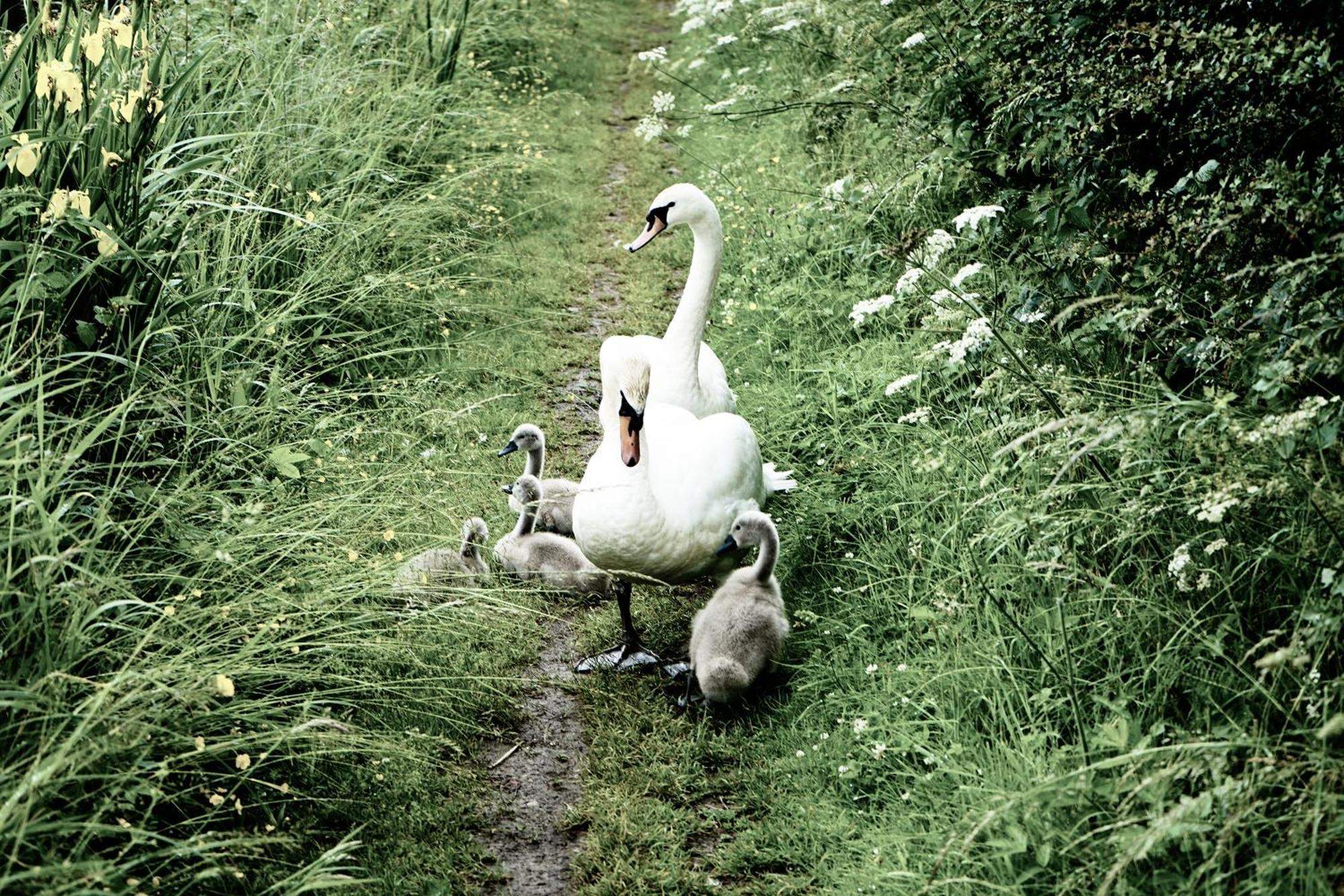 Duck Terrace With Gym Duckling Stays Kibworth Harcourt المظهر الخارجي الصورة