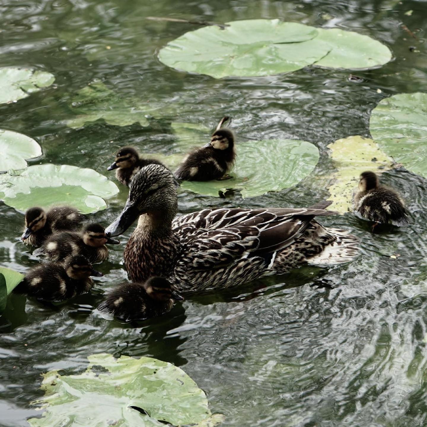 Duck Terrace With Gym Duckling Stays Kibworth Harcourt المظهر الخارجي الصورة